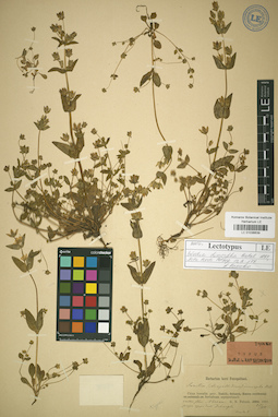 LE 01036639