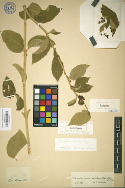 LE 01036675