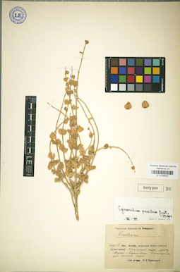 LE 01036900
