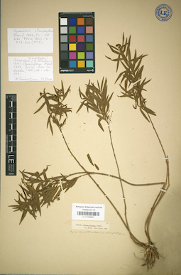 LE 01036907