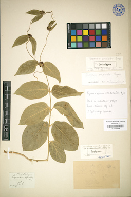 LE 01036908