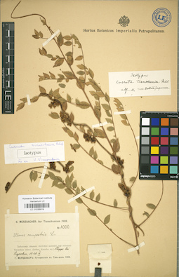 LE 01036919
