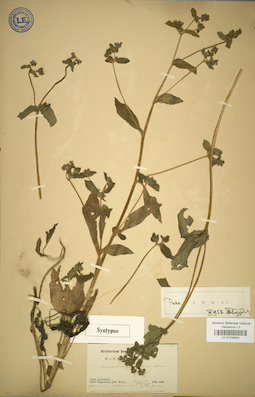 LE 01036934