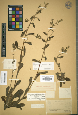 LE 01036938
