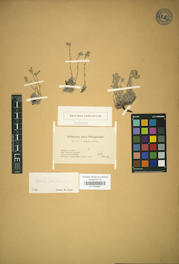 LE 01036952