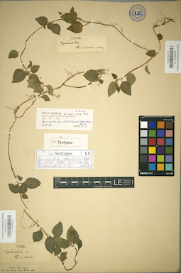 LE 01037019