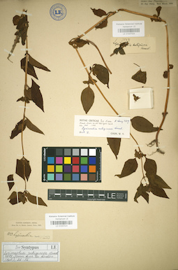 LE 01037024