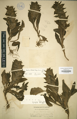 LE 01041248