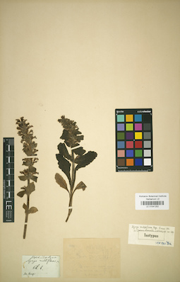 LE 01041252