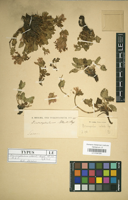 LE 01041281