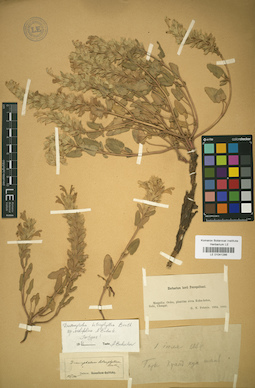 LE 01041286