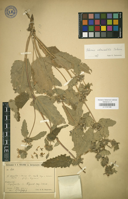 LE 01041296
