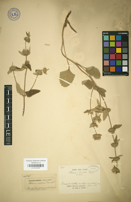 LE 01041297