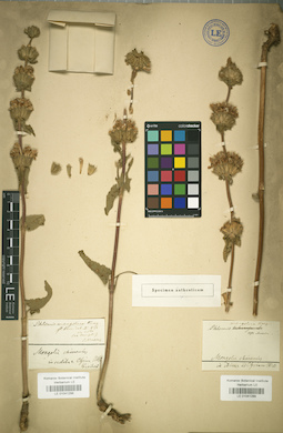 LE 01041299