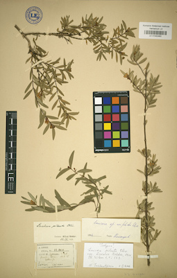 LE 01042462