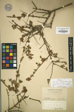 LE 01042481