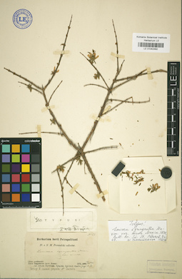 LE 01042482