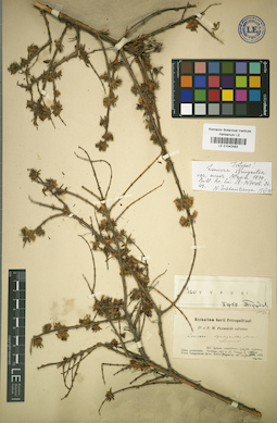 LE 01042483