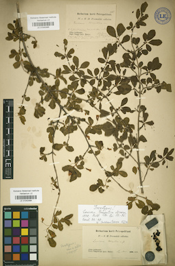 LE 01042494