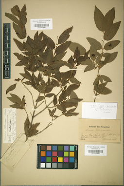 LE 01042499
