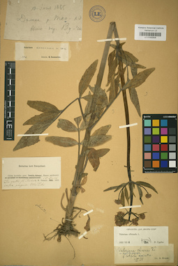 LE 01042506