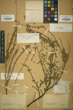 LE 01042562