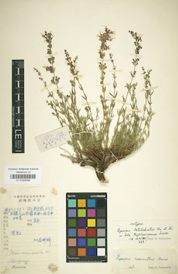 LE 01043038