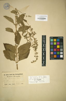 LE 01043050