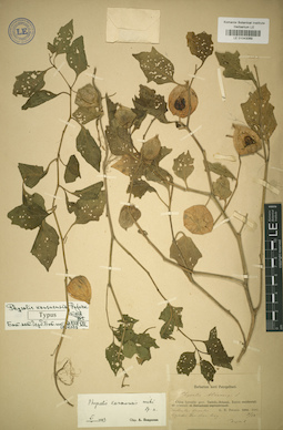 LE 01043069