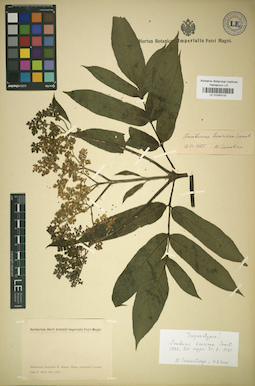 LE 01043135