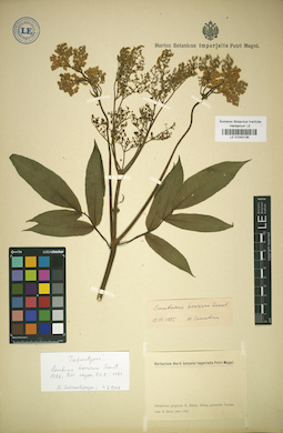 LE 01043136