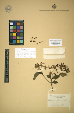 LE 01043146