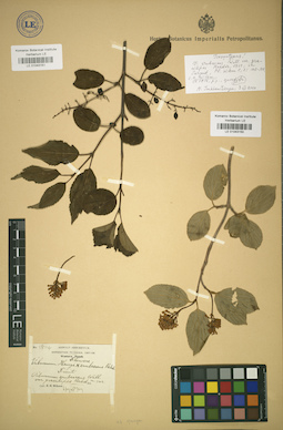 LE 01043151