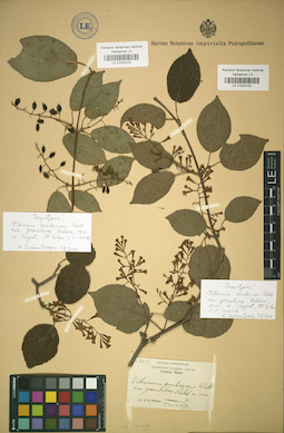 LE 01043152