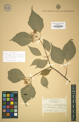 LE 01043162