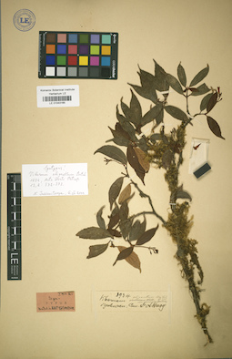 LE 01043165