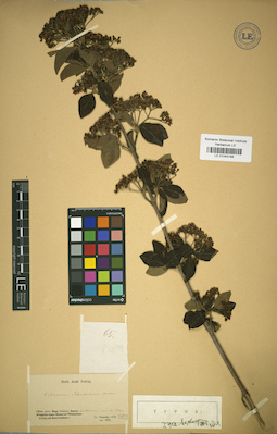 LE 01043168