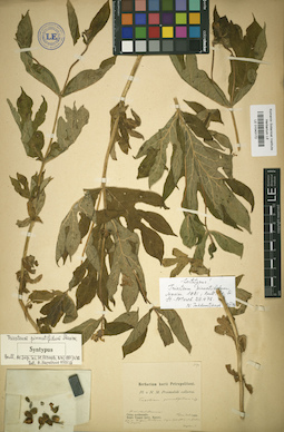 LE 01043172