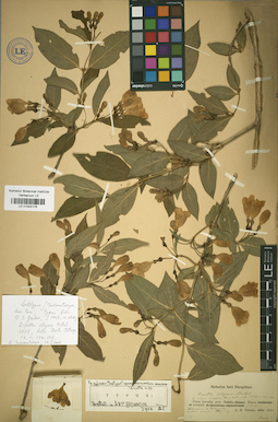 LE 01043176