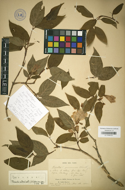 LE 01043181