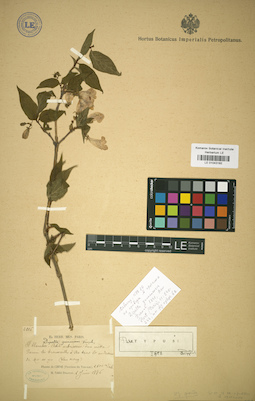 LE 01043182