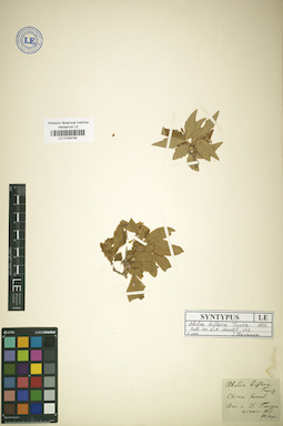 LE 01043184