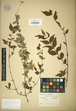 LE 01043187