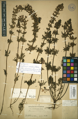 LE 01043205