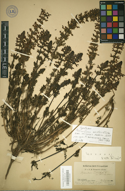 LE 01043206