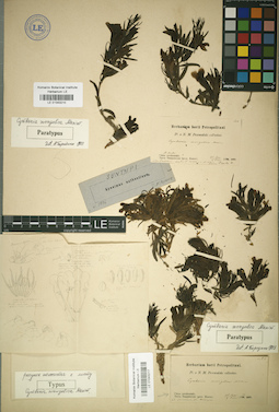 LE 01043216