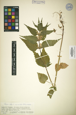 LE 01043599
