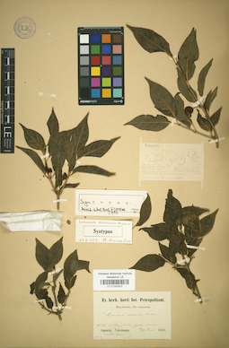 LE 01043803