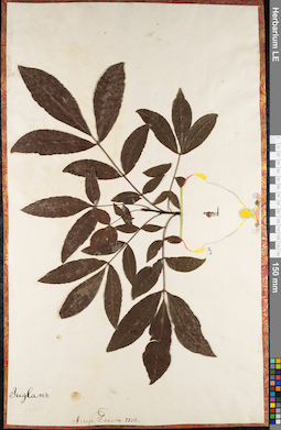 LE 01084476
