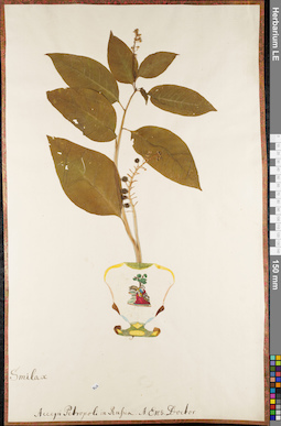 LE 01084529